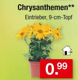 Zimmermann Chrysanthemen Angebot