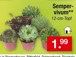 Zimmermann Sempervivum Angebot