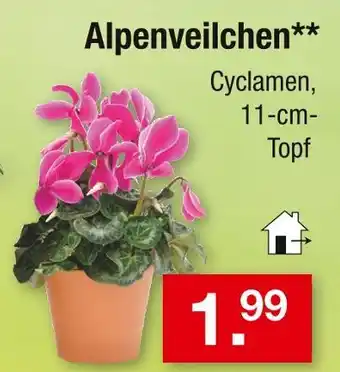 Zimmermann Alpenveilchen Angebot