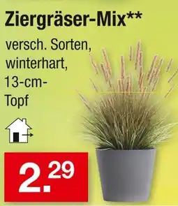 Zimmermann Ziergräser-mix Angebot