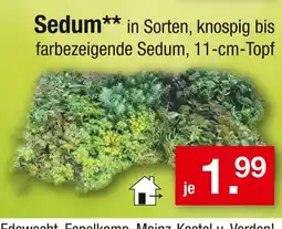 Zimmermann Sedum Angebot