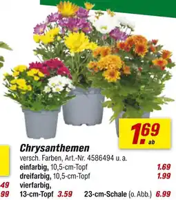 toom Baumarkt Chrysanthemen Angebot