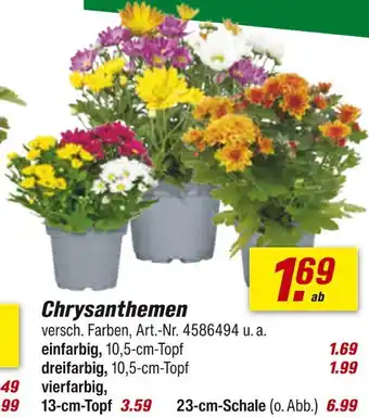toom Baumarkt Chrysanthemen Angebot