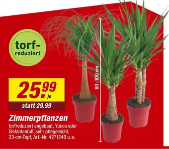 toom Baumarkt Zimmerpflanzen Angebot