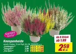 toom Baumarkt Knospenheide „gardengirls“ Angebot