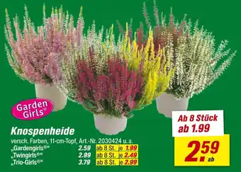 toom Baumarkt Knospenheide „gardengirls“ Angebot
