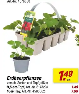 toom Baumarkt Erdbeerpflanzen Angebot