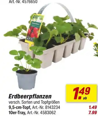 toom Baumarkt Erdbeerpflanzen Angebot