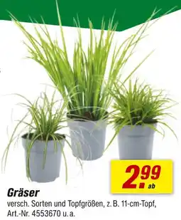 toom Baumarkt Gräser Angebot