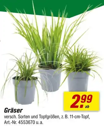 toom Baumarkt Gräser Angebot