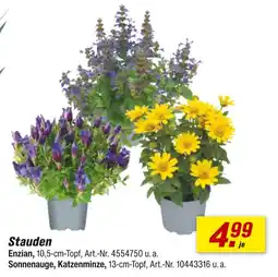 toom Baumarkt Stauden Angebot