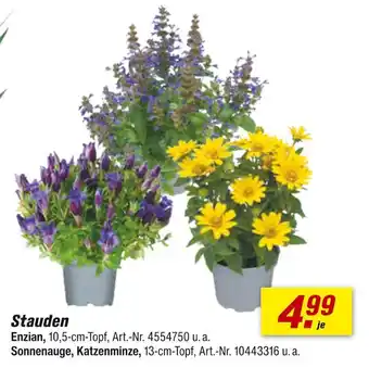 toom Baumarkt Stauden Angebot