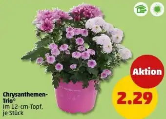 PENNY Chrysanthemen Trio Angebot