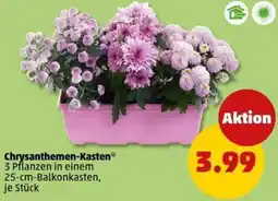 PENNY Chrysanthemen-Kasten Angebot