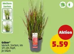 PENNY Gräser Angebot
