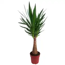 toom Baumarkt Yucca 'Maya Tree' dicker Stamm 23 cm Topf Angebot