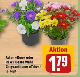 REWE Aster Duo oder REWE Beste Wahl Chrysantheme Trio Angebot