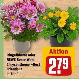 REWE Ringelblume oder REWE Beste Wahl Chrysantheme Best Friends Angebot
