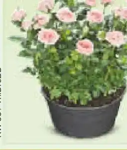 Netto Marken-Discount Rosen-Schale Angebot