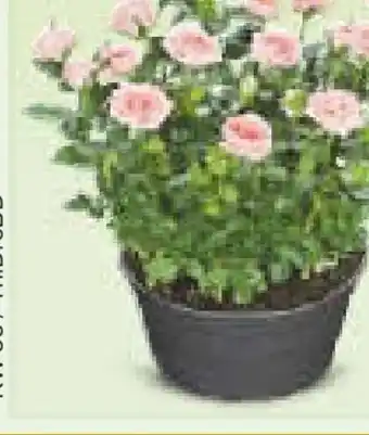 Netto Marken-Discount Rosen-Schale Angebot