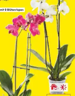 Netto Marken-Discount Orchideen Angebot