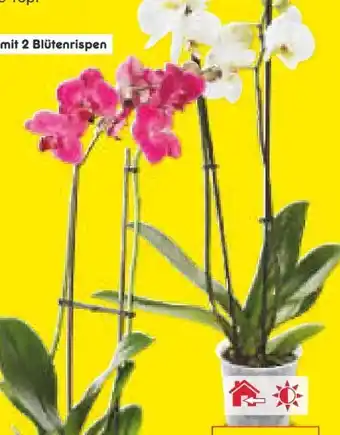 Netto Marken-Discount Orchideen Angebot
