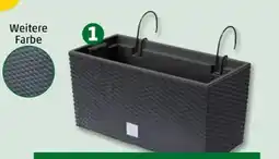 PENNY Blumenkasten Angebot