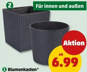 PENNY Blumentopf Angebot