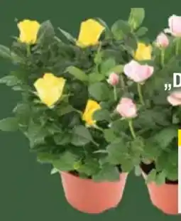 E-Center Topfrosen Dolce Amore Angebot
