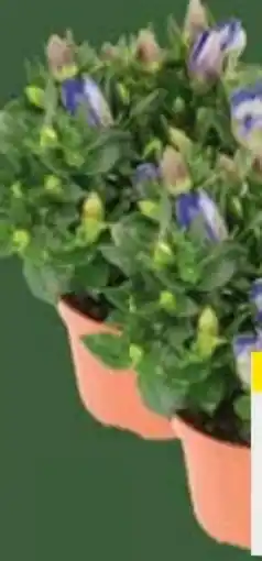 E-Center Enzian Dolc‘Amore Gentiana scabra Angebot