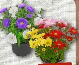nahkauf Aster Duo Angebot