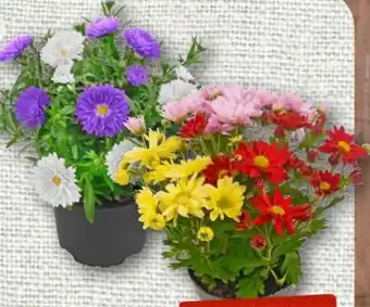nahkauf Aster Duo Angebot