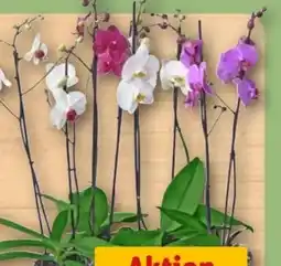 REWE Center Rewe Beste Wahl Schmetterlingsorchideen Angebot
