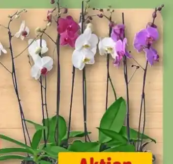 REWE Center Rewe Beste Wahl Schmetterlingsorchideen Angebot