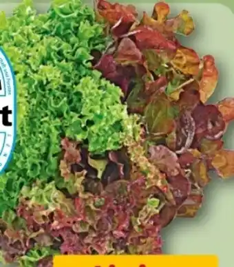 REWE Center Rewe Regional Wurzelsalate Salattrio Angebot