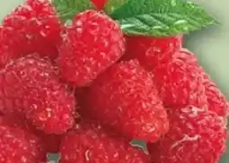 REWE Center Rewe Beste Wahl Frische Himbeeren Angebot