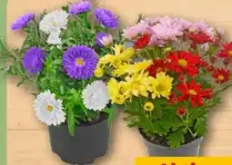 REWE Center Aster Duo Angebot