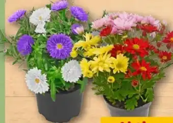 REWE Center Aster Duo Angebot