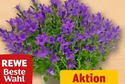 REWE Center Rewe Beste Wahl Glockenblume Angebot