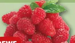 REWE Rewe Beste Wahl Frische Himbeeren Angebot