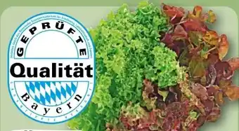 REWE Rewe Regional Wurzelsalat Salattrio Angebot