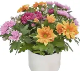 Edeka Edeka Heimatliebe Chrysanthemen Aubisque Angebot