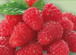 REWE Center Himbeeren Angebot