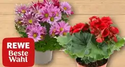 REWE Rewe Beste Wahl Begonie Angebot