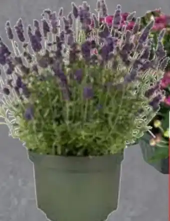 Edeka Chrysanthemen Angebot