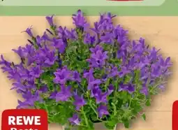 REWE Rewe Beste Wahl Glockenblume Angebot