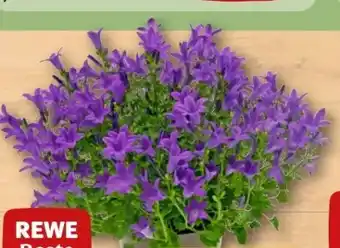 REWE Rewe Beste Wahl Glockenblume Angebot