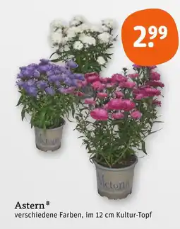 tegut Astern Angebot