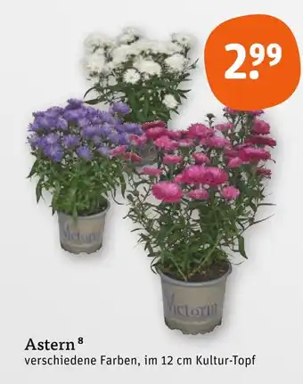 tegut Astern Angebot
