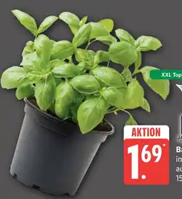 Marktkauf Basil plant Angebot